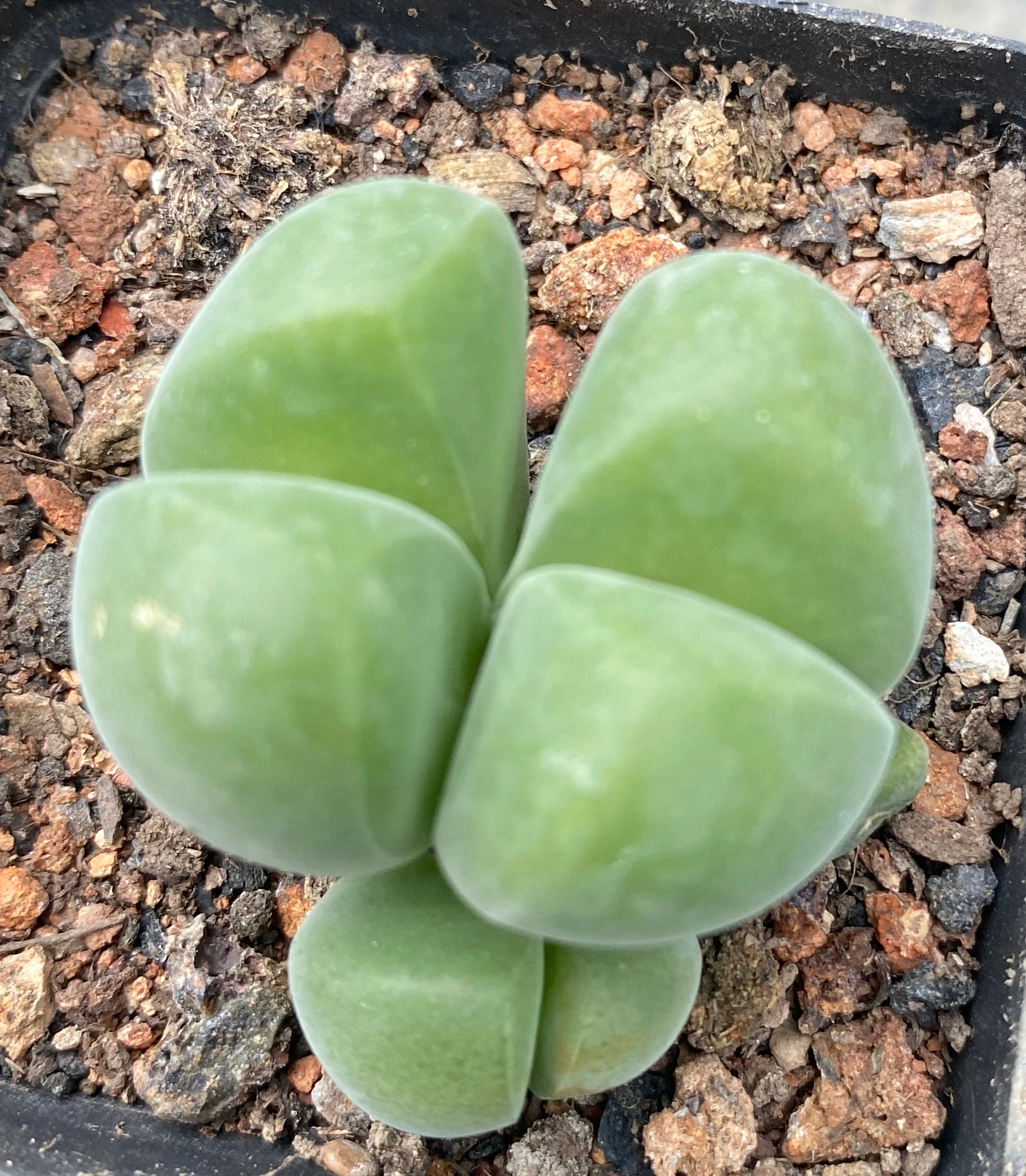 wholesale indoor living plants stone box lithops - buy baby
