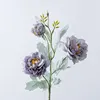 Viola