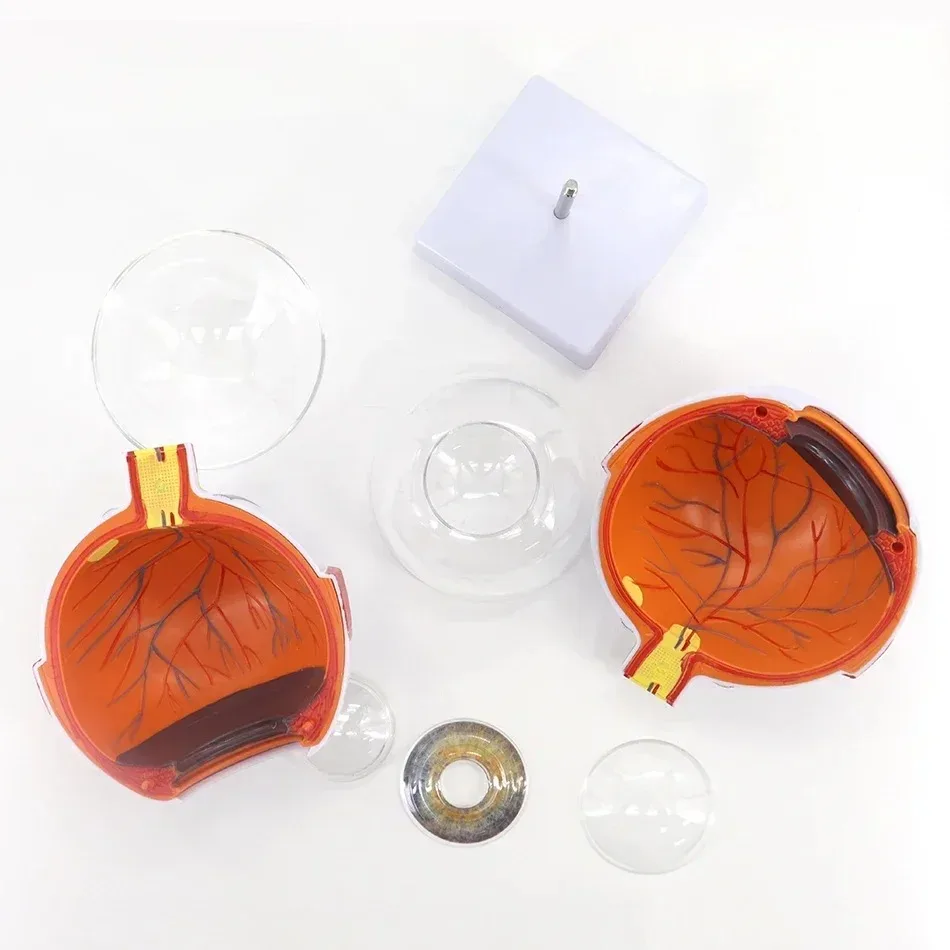 Low Price Anatomical Eye Model Medical Learning and Teaching Instrument Medical Science Teaching Resources Eyelid 6 Times