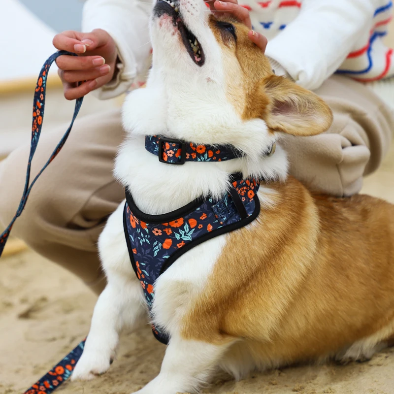 customised dog accessories