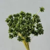 herbe verte
