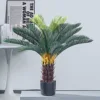 Cycas de 90 cm - 1 cabeza