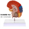 Modèle de cerveau en demi-couleur