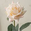 แชมเปญ