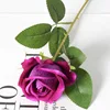 Rosa viola
