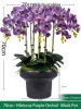 Hibiscus Purple