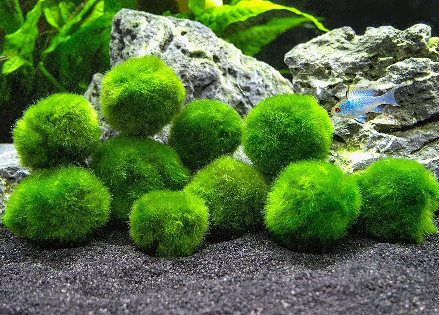 Live Plant Aquarium Tank In USA 3cm Marimo Moss Balls 4 Balls 