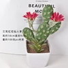 Three-eared red flower cactus