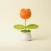 Plantas de tulipán naranja en maceta