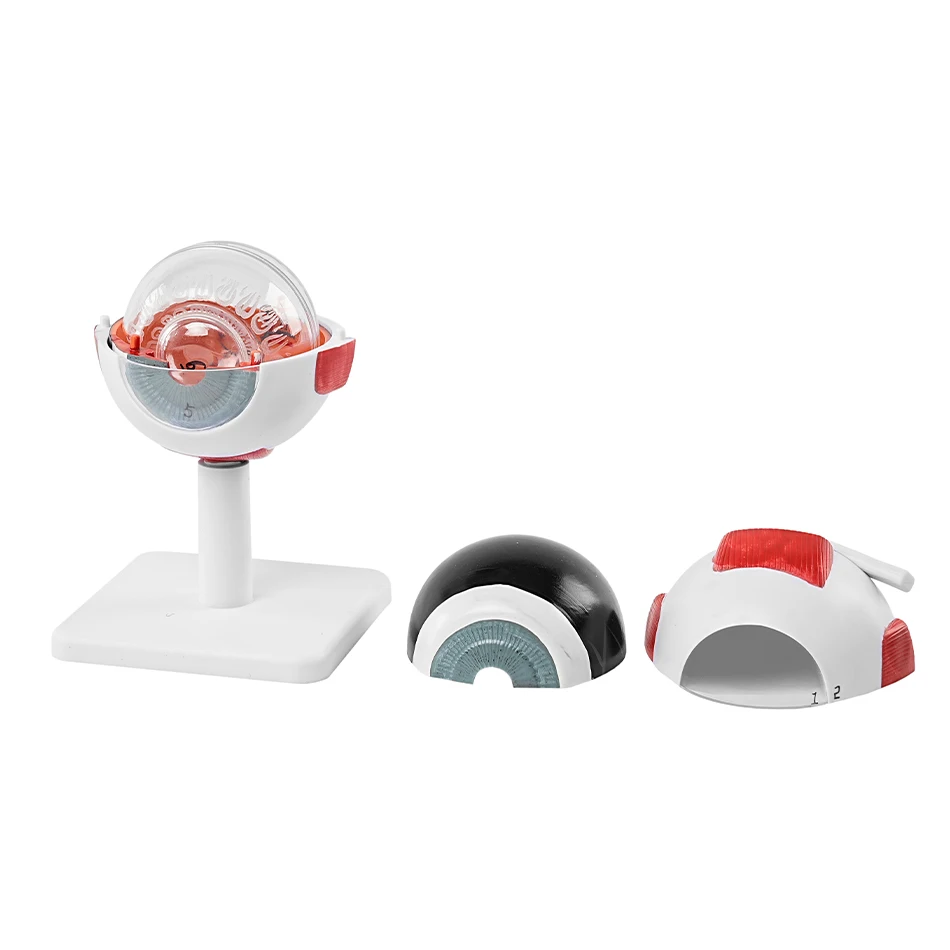 Cornea Eye Conditions Medical Anatomical Human Corneal Disease Model Human Cataract Eye Anatomical Model Interchangeable Lenses
