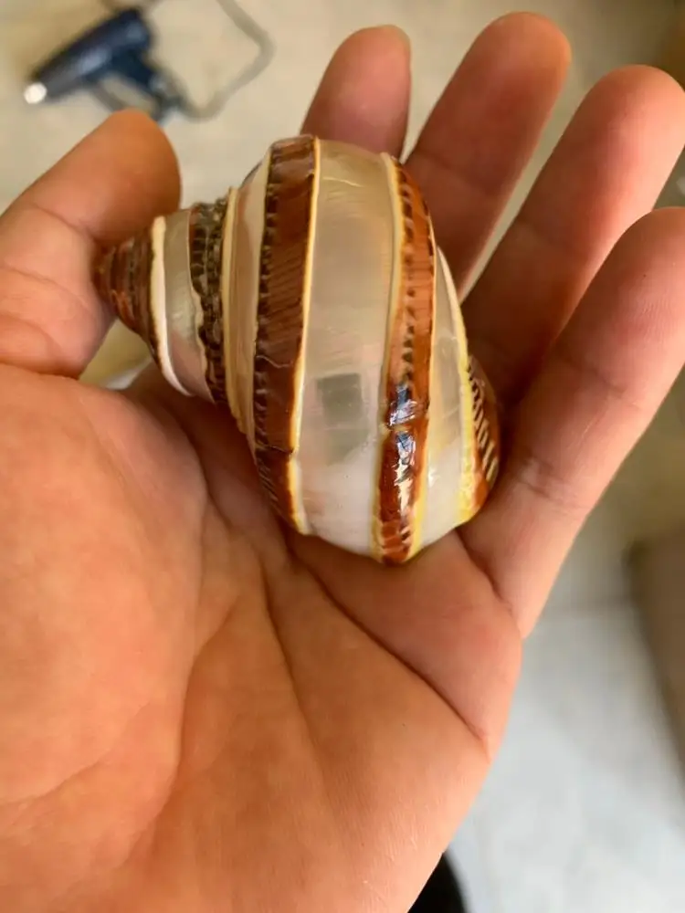 Snail Shell for Escargot/hernit Crab/ Crafts/snail Shell Large From 99 Gold Data Processing