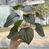 12 forked watermelon skin leaves green purple