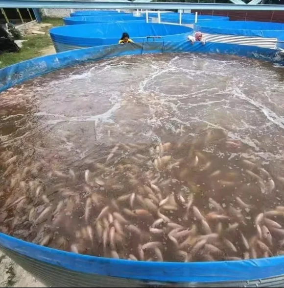 Recirculating Aquaculture Fish Tank System Galvanized Steel Sheet Tarpaulin  Tilapia Biofloc Fish Farming Tank Equipments