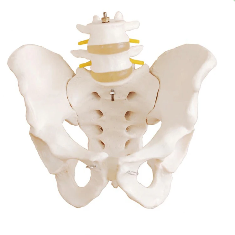 Medical Teaching Pvc Pelvis Anatomy Model With 2pcs Lumbar Vertebrae