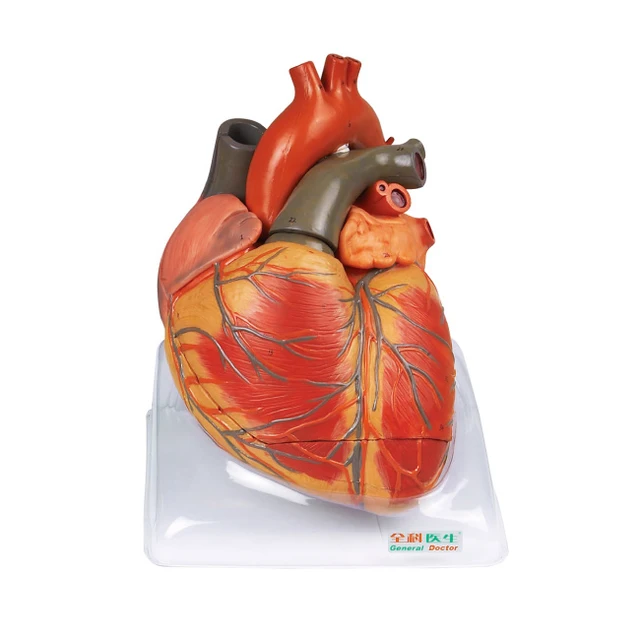 GD/A16006 General Doctor Anatomical Model Adult Heart Model