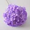 Hortensia Lollipop, color púrpura.