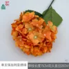 Hortensia búlgara individual XQ Naranja