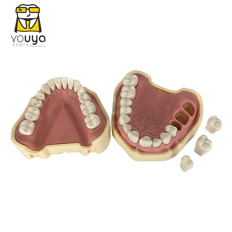 Немецкий съемный зуб FRASACO, модель 28 зубьев, сменная модель для практики
