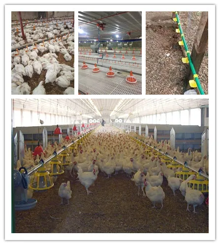 Poultry Farm Equipment Automatic Chicken Feeding Feeder and Drinker Feeding System Line