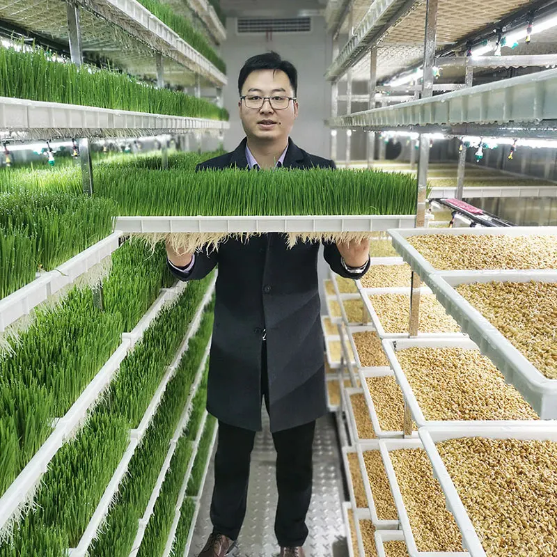 Lyine Hydroponics Fodder System Vertical Hydroponic Shipping Container Farm Fodder Growing System for Animal Feeds