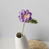 morado2