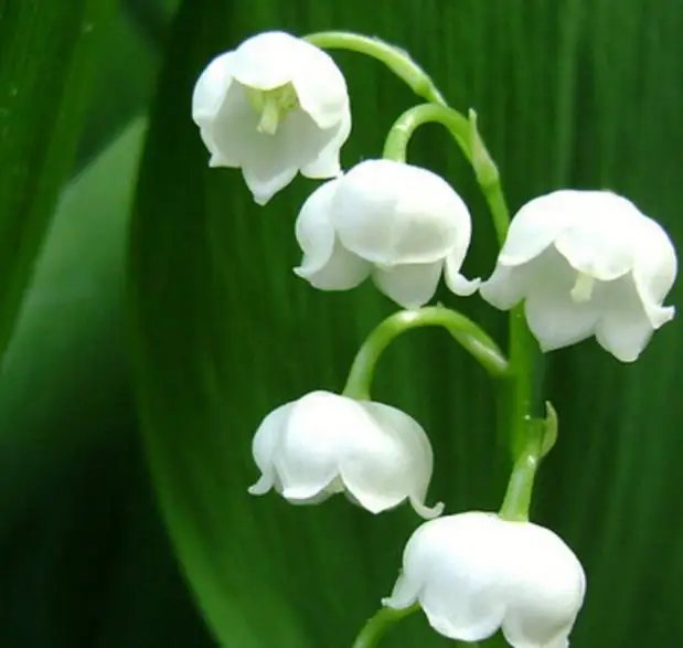 Rare Lily of the Valley, High Quality Essential Oil, 100% Pure and