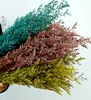 Limonium