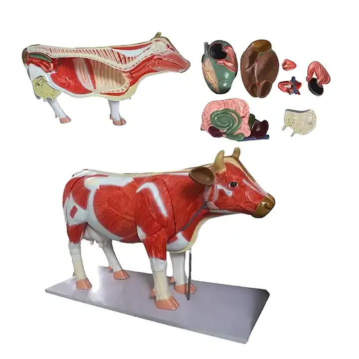 Anatomical Model of Dog, Pig, Sheep, Cow and Rabbit Heart, Liver, Spleen, Lung, Kidney and Blood Vessel Animal Anatomy Model