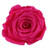 Rosy Red
