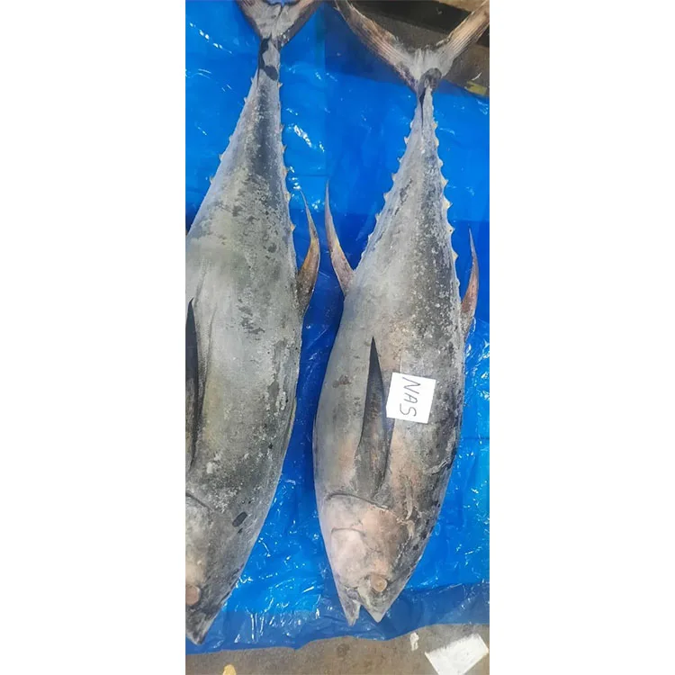 Skip Jack Tuna Whole Round Dwt Frozen Tuna Fish| Alibaba.com