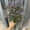 Pourpre