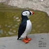 Puffin nero