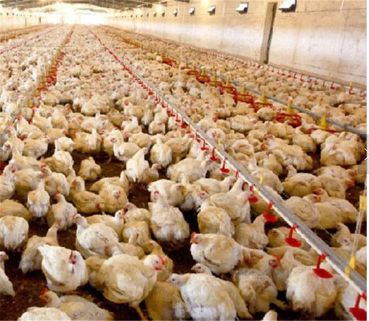Automatic Poultry Equipment Broiler Feeding System for Chicken Farm