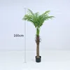 Cocotero nuevo, 160cm