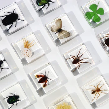 Hot Selling Real Plants & Animal Insect Specimen in Crystal Resin Crafts Creative Toys for Home Learning