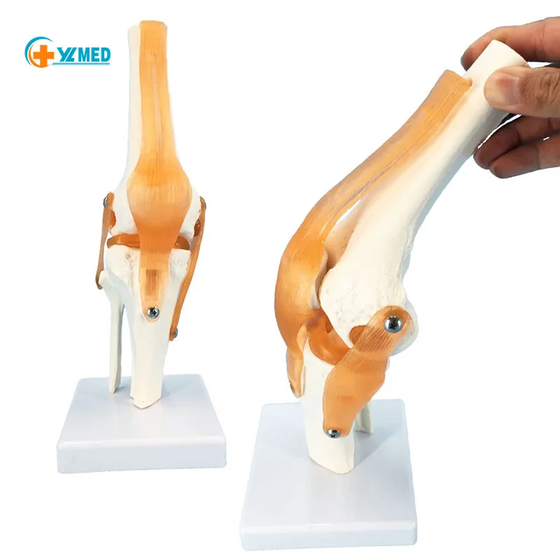 Life Size Knee Joint Anatomy Model – Realistic PVC Skeleton With Ligaments For Medical Teaching & Study