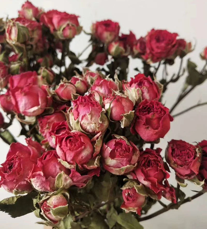 Wedding Dry Roses Natural Dried Rose Flower Buy Dried Rose,Dried Rose