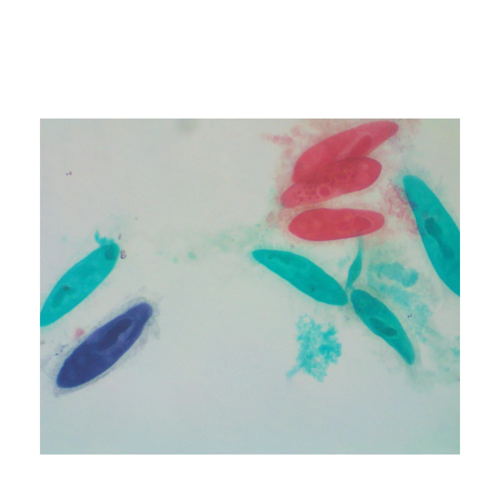 Microscope Slides Protozoa Parasitic Prepared Slides Paramecium Caudatum Microscope Prepared Slides
