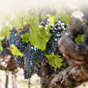 FASTKING 500ML Grade Portable 12-Degree Semi-Sweet Red Wine Ready Drink Corporate Customization Cross-Border Wholesale Bulk