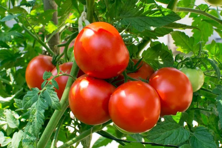 multispan tomato greenhouse.jpg