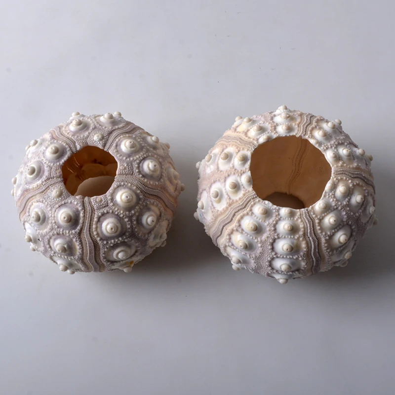 Ciotole Decorative Ricci Di Mare YARNOW - 12 Pezzi Per Acquari E Piante