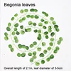 hojas de begonia