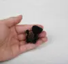 Piccolo cane nero