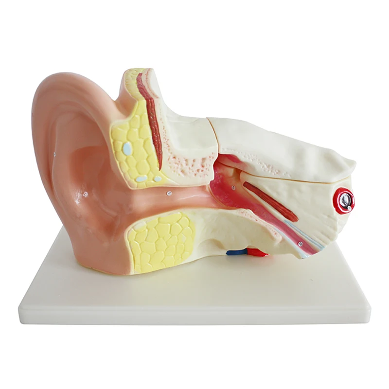 Human Giant Anatomical Ear Model 4 Parts For Medical Education