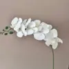 9-head film Phalaenopsis orchid - white