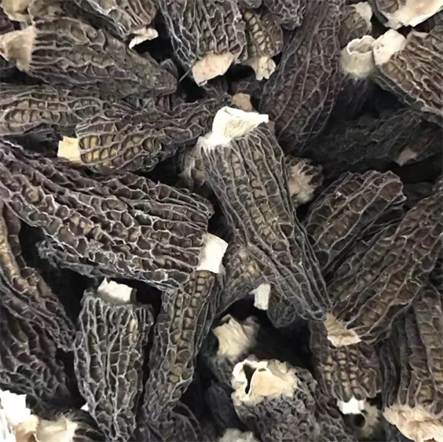 Morchella conica dried morel mushroom