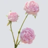 pinkish-purple
