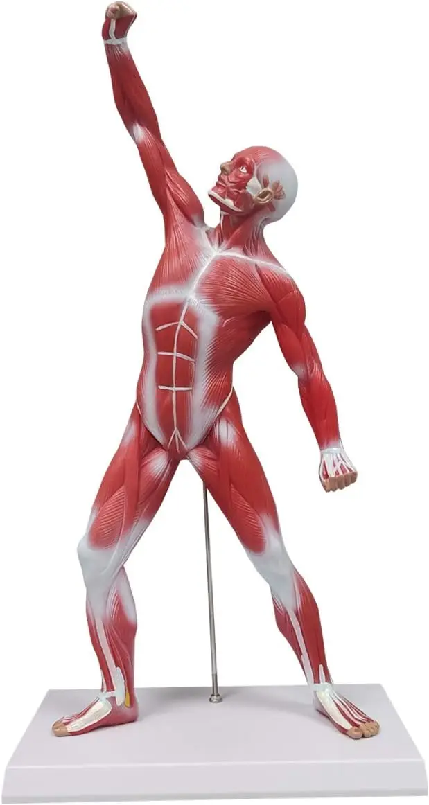 Miniature Muscular System Model 50 cm Human Muscle Anatomy Model Displaying Superficial Medical Model Muscles Anatomy