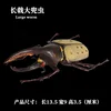 M-1149 Megalopolis longicornis [0.057kg]