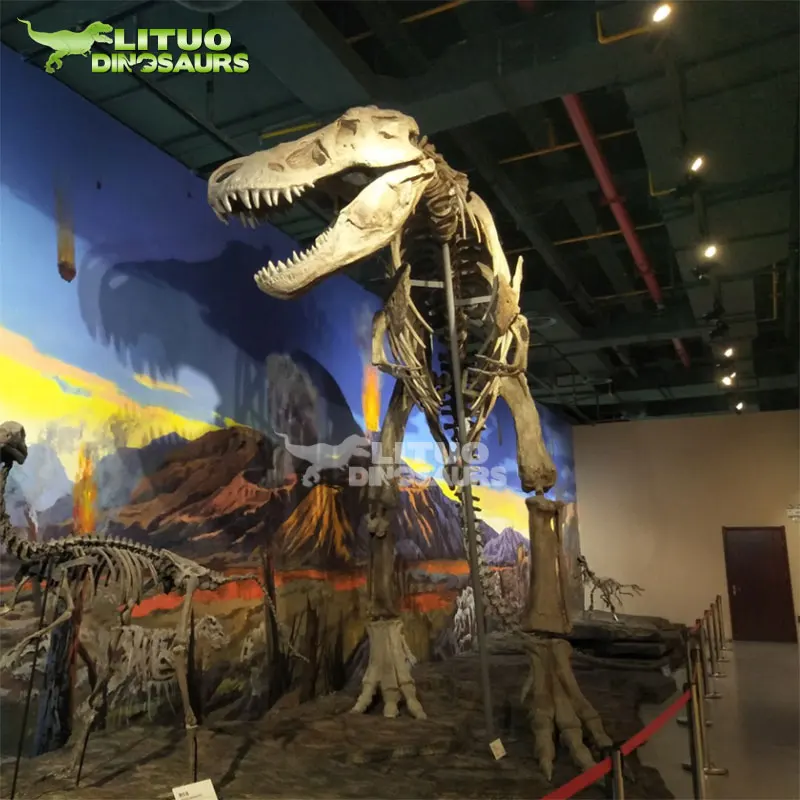 化石 恐竜 博物館級!! Platecarpus ptychodon !貴重!! 化石 恐竜